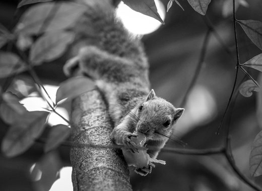 智能进程管理的免费ddos在线攻击