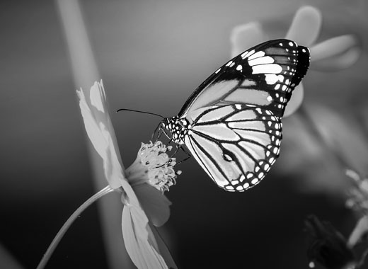 DDOS压力测试网页端